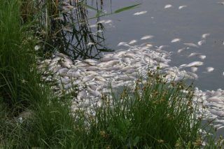 Obrovská rána pro všechny české rybáře. Havárie v kvalitě vody připravila o život tisíce ryb