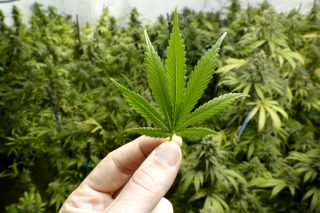 Za propagaci drog dostal Pirát a šéfredaktor časopisu Legalizace podmínku