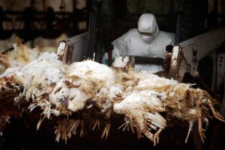 Koronavirus nabírá na síle, objevila se také ptačí chřipka. Na Táborsku uhynuly labutě
