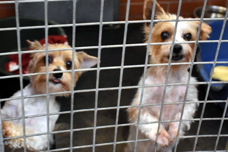 Zubožení psi žili ve výkalech mezi ostatními mrtvými zvířaty. Chovateli, který zvířata týral hrozí pokuta 1 dogshelter11