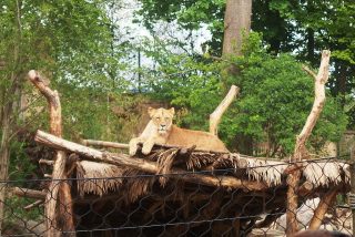 Zoologické zahrady navštěvují lidé během pandemie víc než před covidem. Ze sponzorských darů navíc ZOO obdržely miliony korun