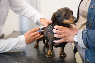 Očkování proti covidu i u domácích mazlíčků? Nejmenší kontinent světa o tom uvažuje