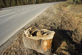Kácení stromů podél silnic: Podle odbornice na ochranu přírody jsou na vině neschopní řidiči, ne stromy