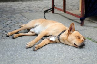 Ukrajinci utíkají spolu se zvířaty. Čeští veterináři nabízejí prvotní vyšetření a naočkování zdarma pro zvířata uprchlíků