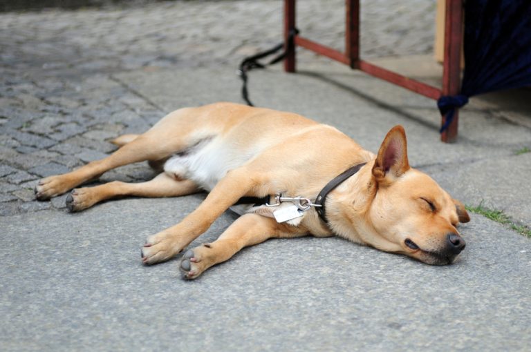 Ukrajinci utíkají spolu se zvířaty. Čeští veterináři nabízejí prvotní vyšetření a naočkování zdarma pro zvířata uprchlíků 1 pes ukrajina