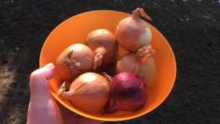 Cibule nad zlato. Chybí po celém světě, může se to odrazit také na ceně v Česku