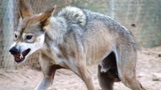 V Česku se objevila život ohrožující zvířata. Jejich počet navíc není známý