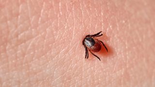 Hygienici varují před vysokou aktivitou klíšťat. Boreliózou se letos už nakazilo víc lidí než loni