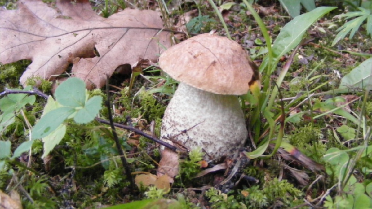 Pokuta 50 000 Kč za sebrání jediné houby: Sběrači by se letos měli vyhnout vzácnému hřibu i chráněnému klouzku žlutavému