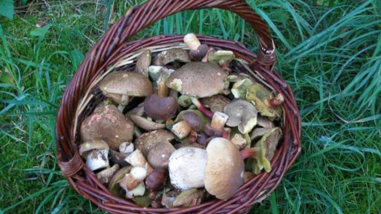 Státní poplatek za sběr hub: Nový nesmyslný nápad přivádí lidi k nepříčetnosti 1 sber hub kosik houby