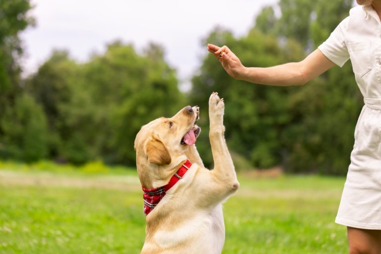Jak vybrat správnou velikost pamlsků a jak je dávkovat? 1 shutterstock 2188322085