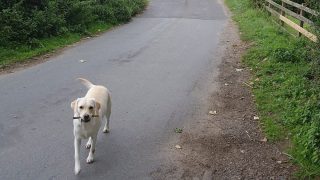 Majitelům psů letos hrozí pokuta až 15 000 Kč. Stačí jedno malé pochybení a už se vezete