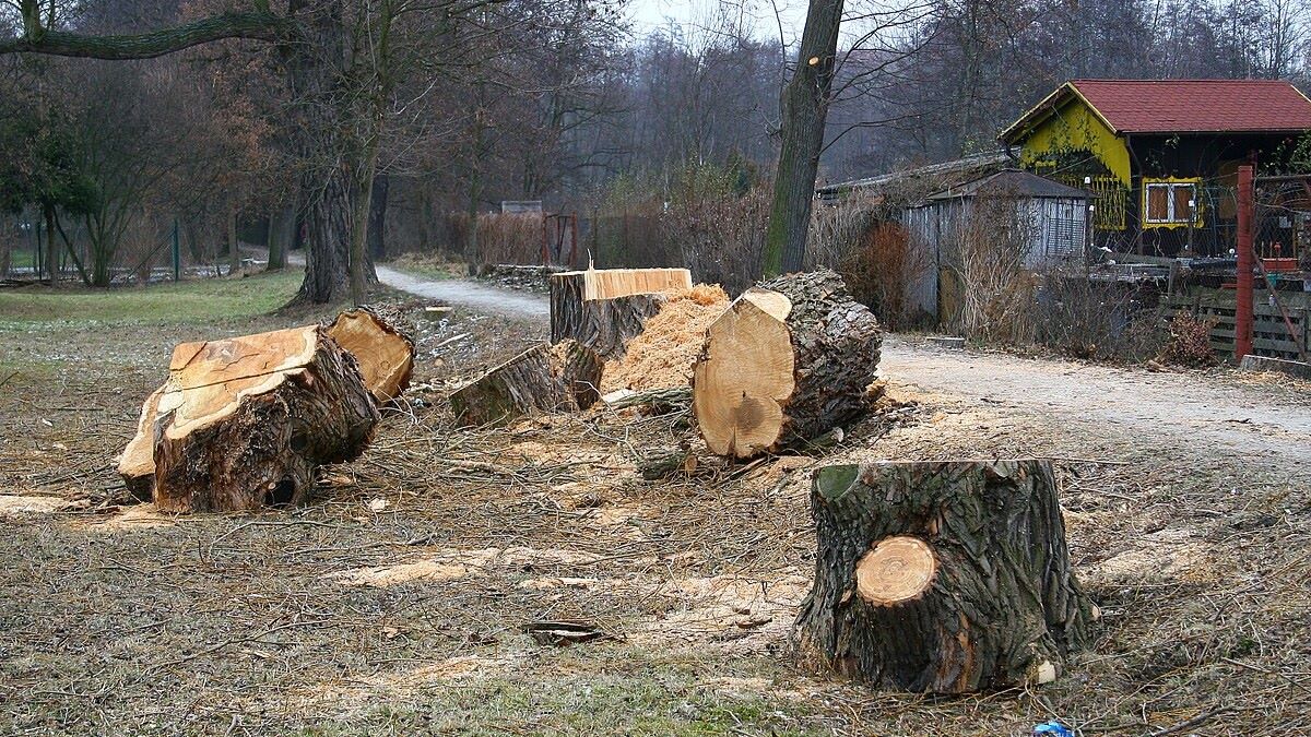 Jednou na zahradě pokácíte strom a skončíte s pokutou 100 000 Kč. Existují však výjimky, o kterých byste měli vědět