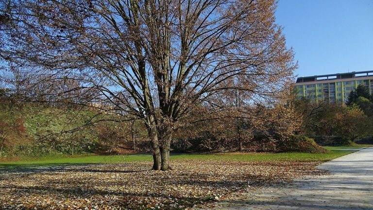 Stát má jasno: Za pokácení jediného stromu se bude platit poplatek 100 000 Kč 1 strom