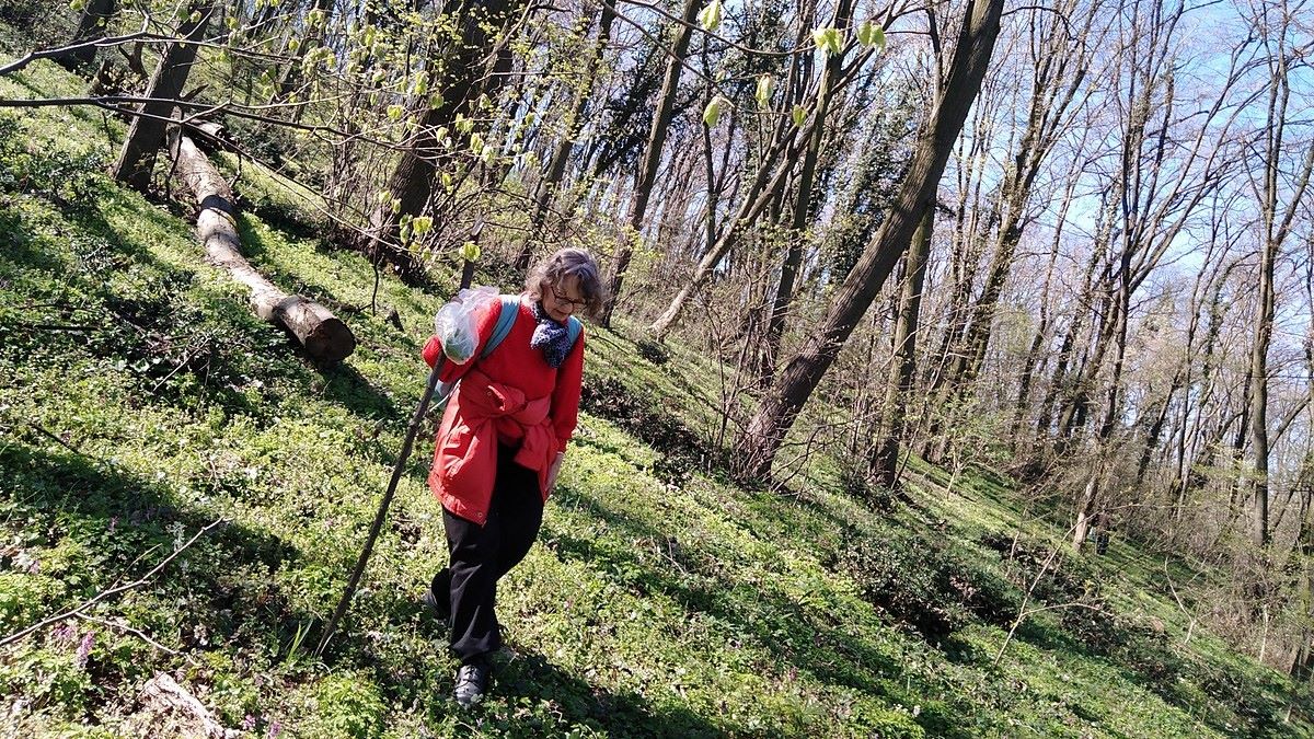 Vyhlášen zákaz chození do lesa: Kdo se v této oblasti vydá na procházku, toho čekají velké problémy