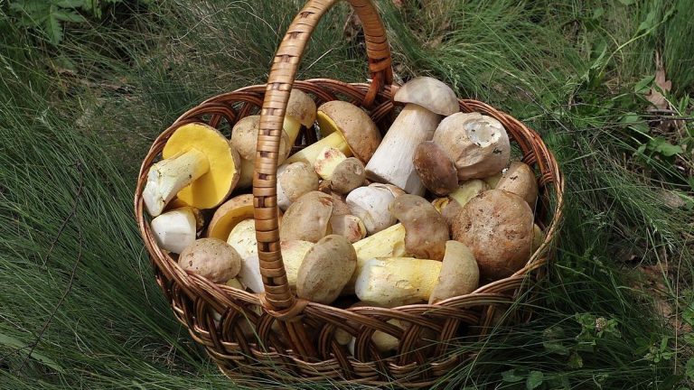 Pokuta miliony korun za sebrání špatné houby: Češi o přísných zákonech v lesích nemají ponětí. Pak na to doplácí 1 houby kosik houba