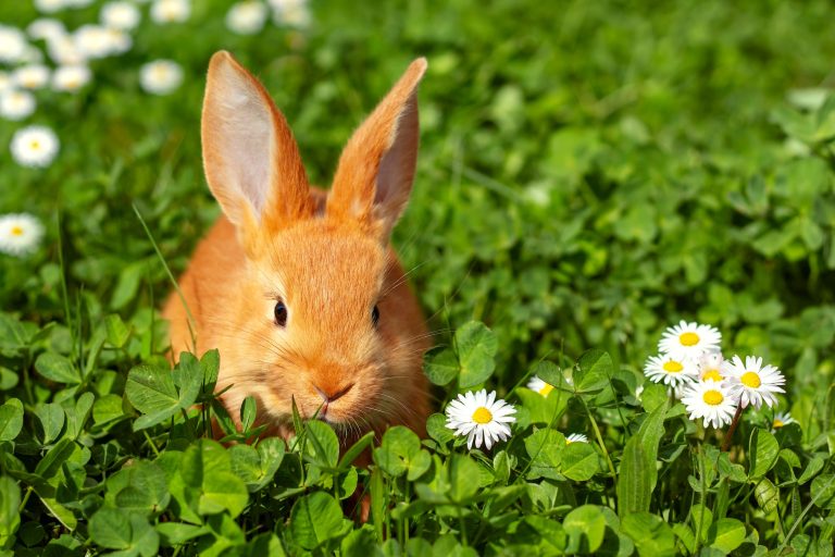 Jaké mazlíčky Češi nejčastěji chovají? Vedou psi, ale popularita roste i králíkům 1 shutterstock 2146354333 1