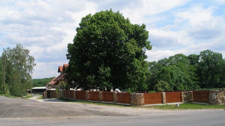 Za 1 strom na zahradě letos musí Češi platit pokutu 100 000 Kč. Kdo jich tam má víc, ten se nedoplatí 1 strom dum zahrada