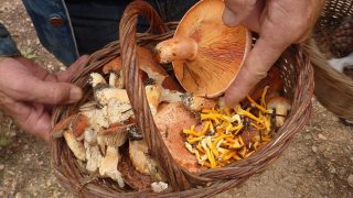 Státní poplatek za sbírání hub v lese. Jde o nápad, ze kterého Češi naprosto zuří