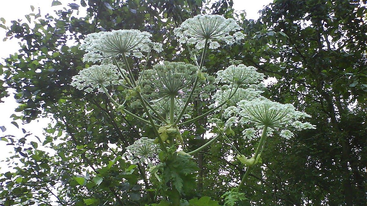 Pokuta až 100 000 Kč za pěstování závadných rostlin. Zahrádkáři by si měli dát pozor především na bolševník velkolepý