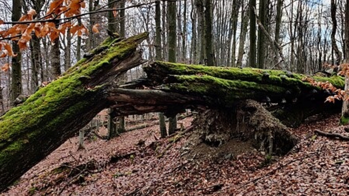 Jeden z nejkrásnějších pralesů se nachází u nás. Sjíždějí se k němu turisté z celého světa, Češi o něm ale nemají ani tušení