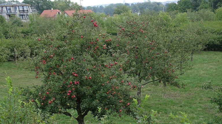 Za obyčejnou úpravu zahrady pokuta 100 000 Kč? Ano. Kdo se zbaví byť jediného stromu, pořádně na to doplatí 1 strom stromy zahrada