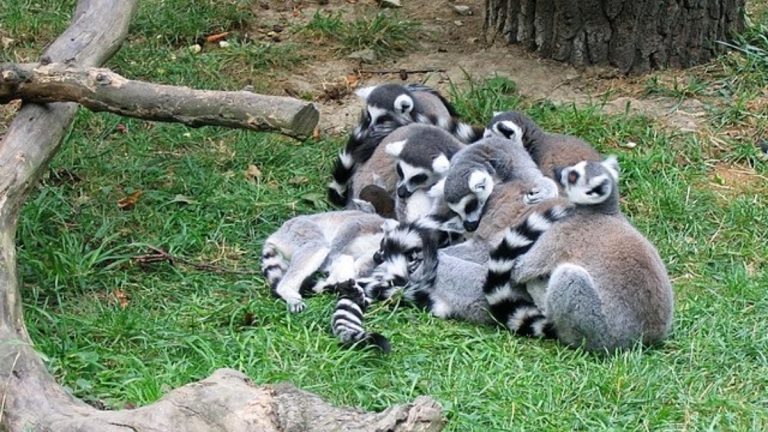 V Česku se nachází jedna z nejkrásnějších zoo v Evropě. Pokud si myslíte, že je to ta pražská, jste na omylu 1 zoo lesna lemuri