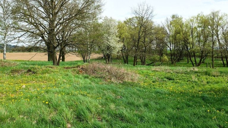 Letos začala platit nepříjemná novinka, která se týká majitelů zahrad. Kdo nový zákon nebude znát, riskuje pokutu 50 000 Kč 1 zahrada strom stromy trava