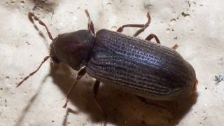 V Česku se rozmnožil nepříjemný škůdce. V létě napadá každou domácnost, zničí vám všechny potraviny