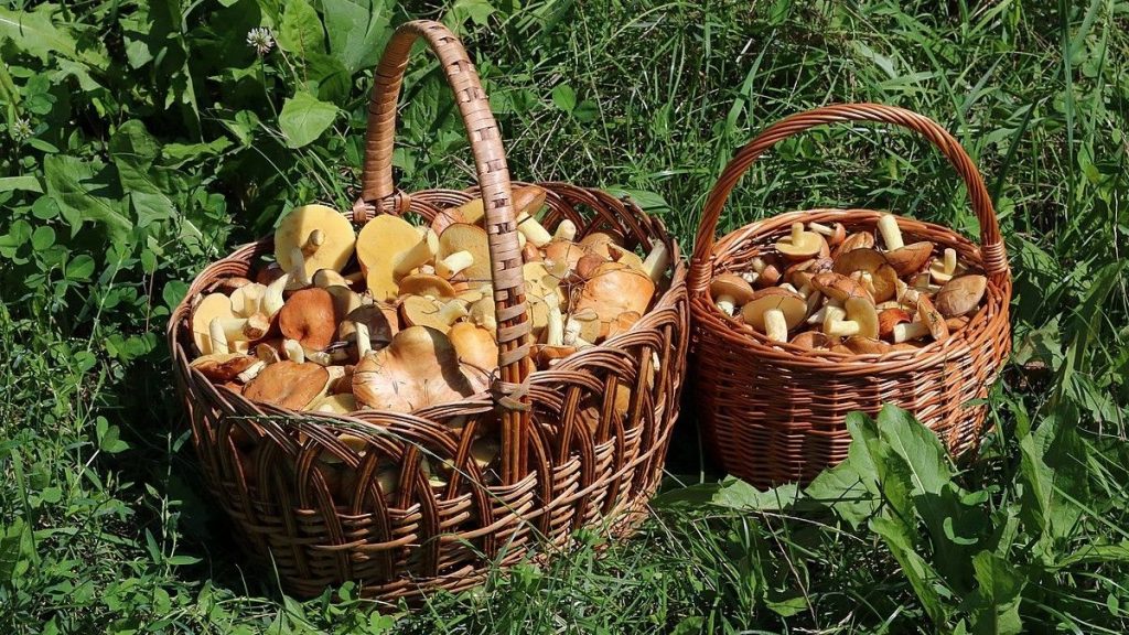 Kdo chodí na houby, může si hravě přijít na statisíce korun. Stačí najít správné druhy hub, pak to je snadné 2 houby
