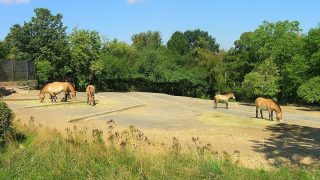 Nejkrásnější ZOO z celé Evropy se nachází v ČR. Tipnete si kde? V Praze to rozhodně není