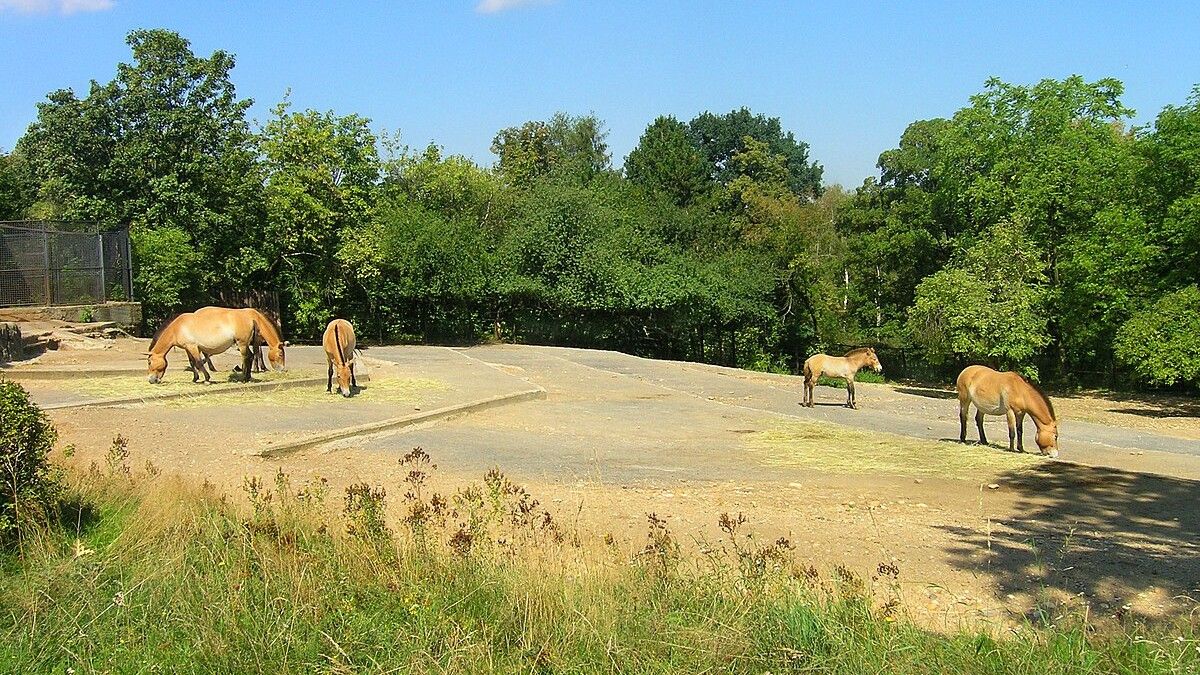 Nejkrásnější ZOO z celé Evropy se nachází v ČR. Tipnete si kde? V Praze to rozhodně není