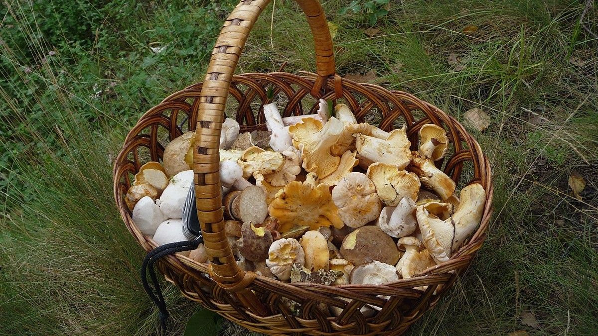 Muž se vydal do lesa sbírat houby. Narazil přitom na naprostý poklad. V ČR ovšem za jeho sebráni ze země hrozí tučná pokuta