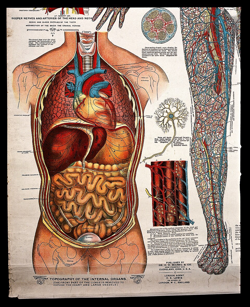 Biologie lidského těla se učí na základce, ale dospělí v ní chybují. Ukažte, že vy mezi ně nepatříte